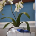 דירה Ulivo רגוזה